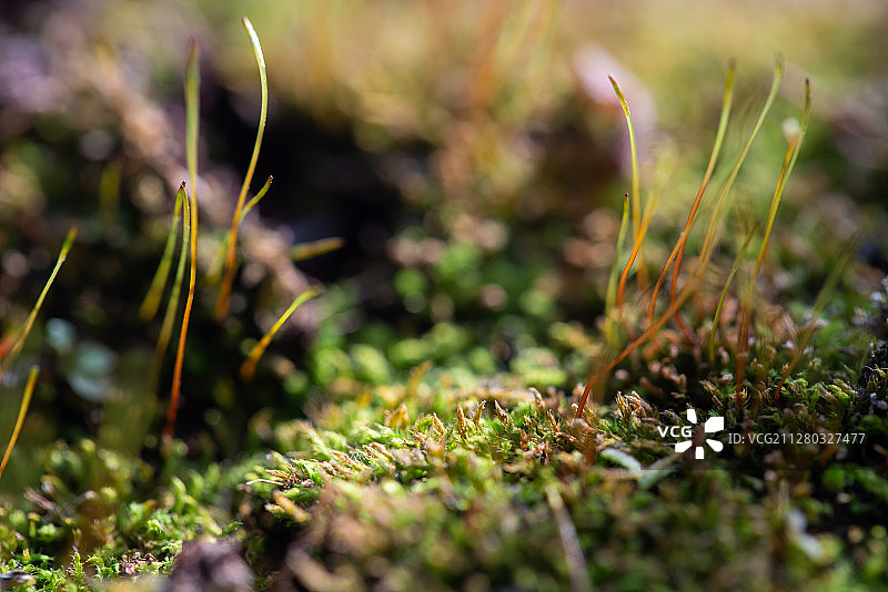 微距下的世界图片素材