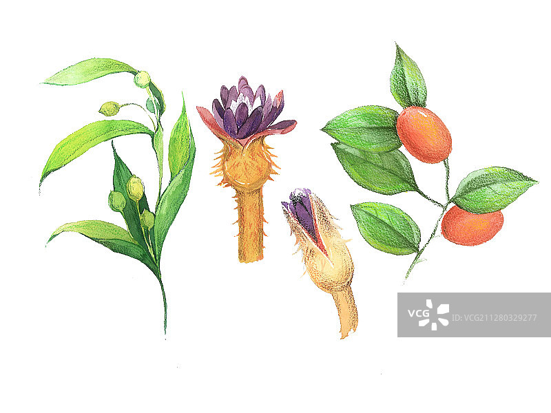 水彩食材之五图片素材