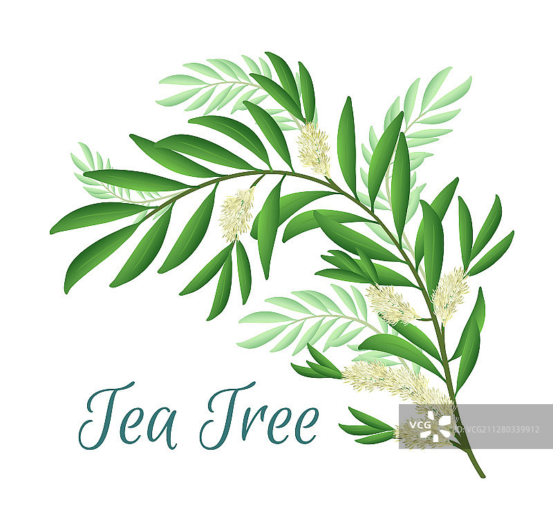 带有花和叶的茶树枝图片素材