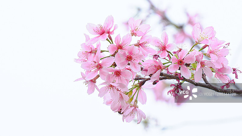 春日赏樱图片素材