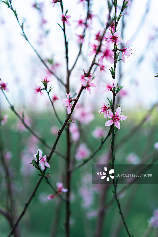 绿黄色背景的粉丝桃花图片素材