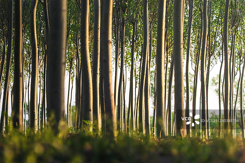在绿色树林间呼吸新鲜空气解压，拥抱健康生活图片素材