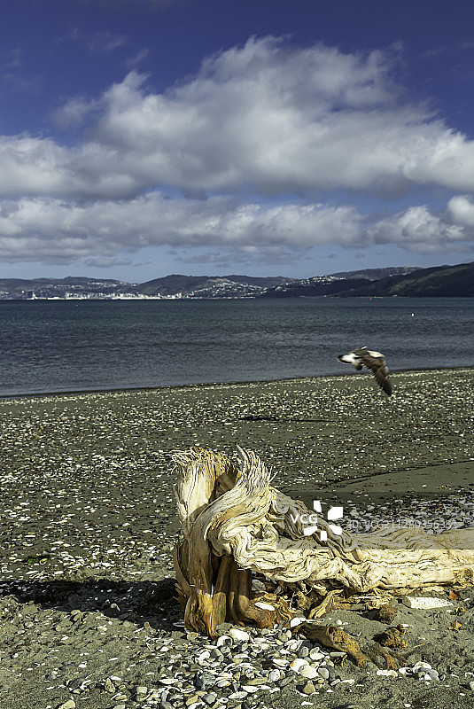 新西兰惠灵顿帕托尼海岸图片素材