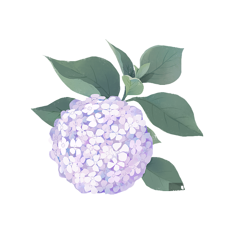 绣球花 花丛图片素材