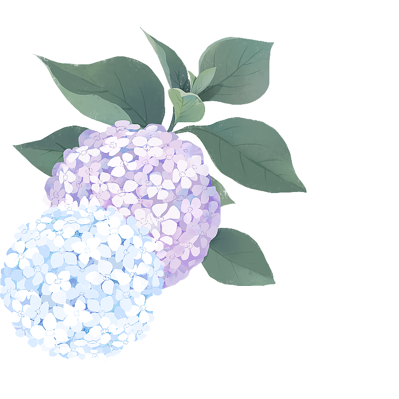 绣球花 花丛图片素材