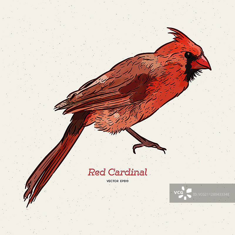 北美红雀图片素材