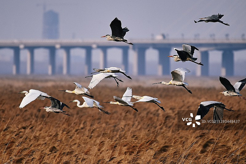 白琵鹭图片素材