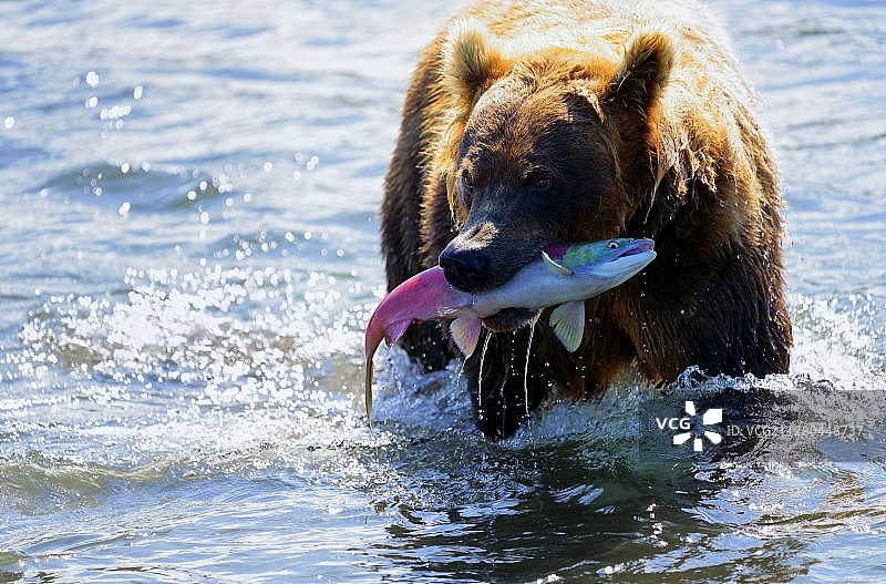 棕熊的收获图片素材