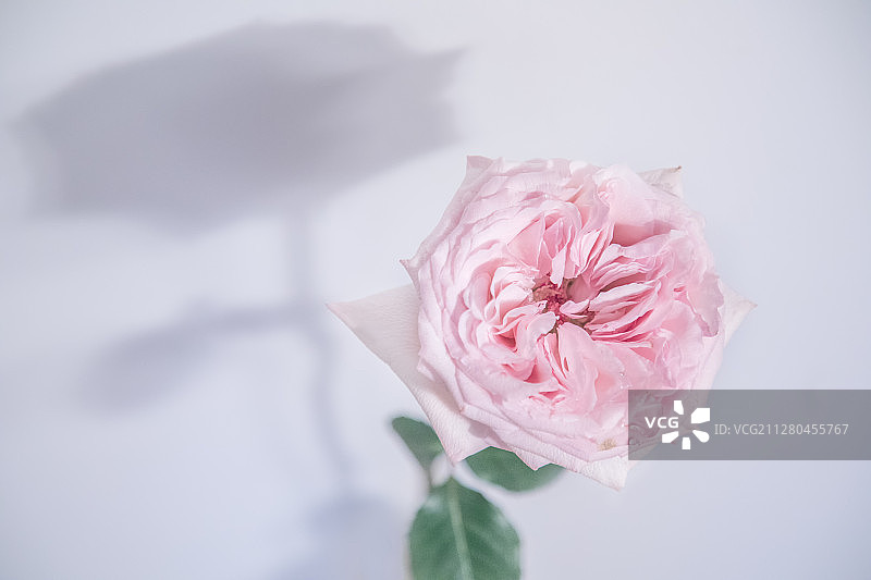 粉色玫瑰图片素材