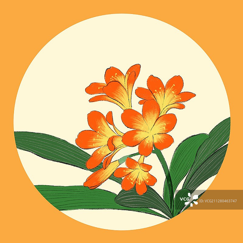 立冬-君子兰图片素材