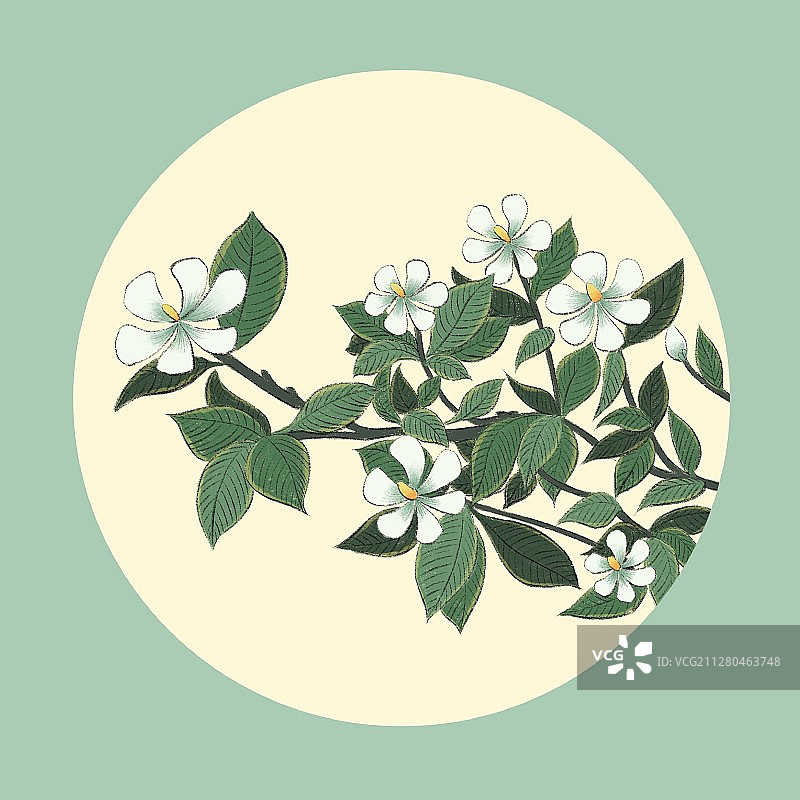 芒种-栀子花图片素材