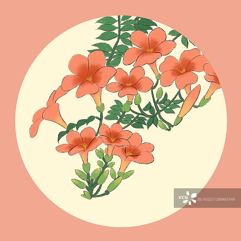 小暑-凌霄花图片素材