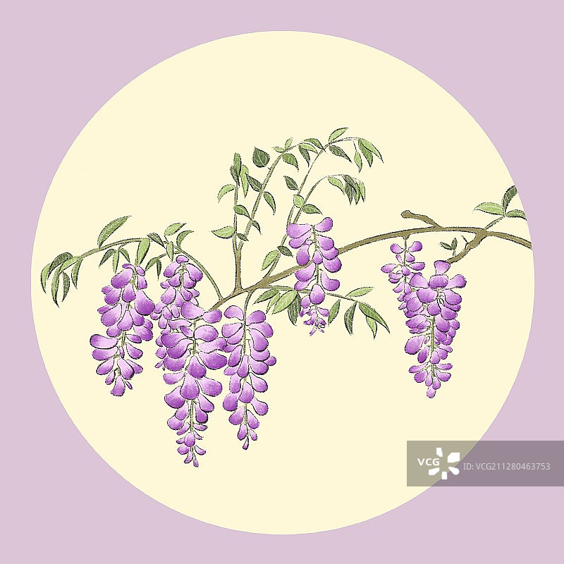 谷雨-紫藤花图片素材