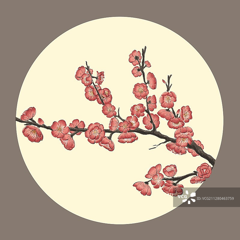 雨水-梅花图片素材