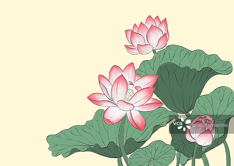 夏至-荷花图片素材