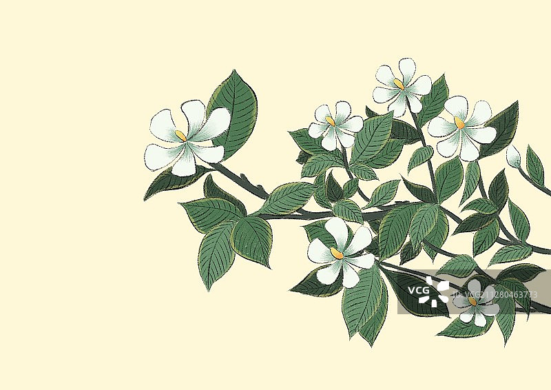 芒种-栀子花图片素材