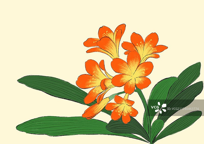 立冬-君子兰图片素材