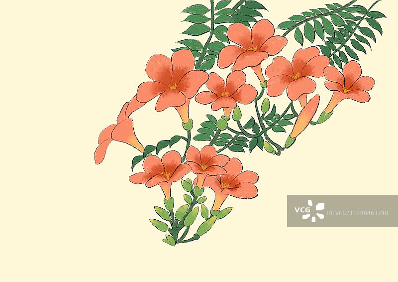 小暑-凌霄花图片素材