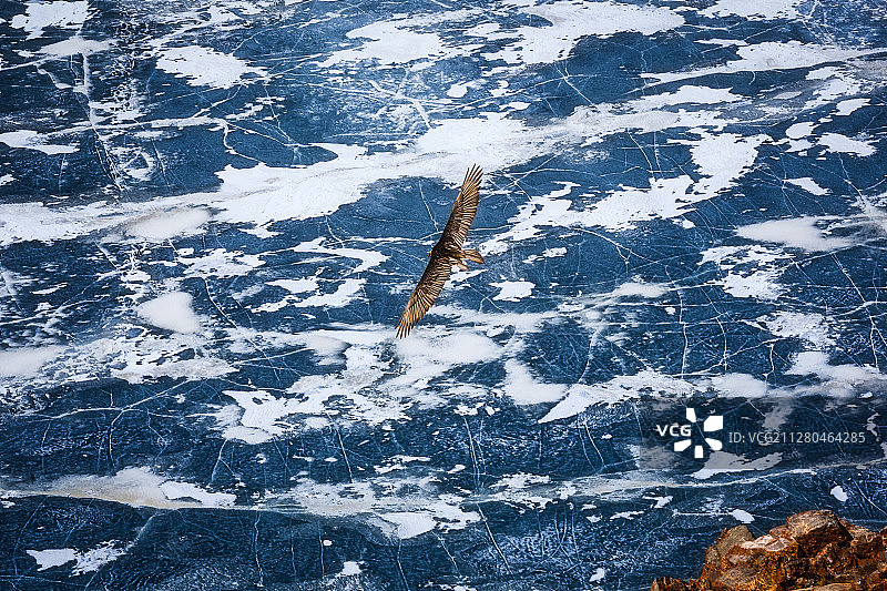 一头巨大的胡兀鹫从崖尖飞过，盘旋在冰封的纳木错上空图片素材