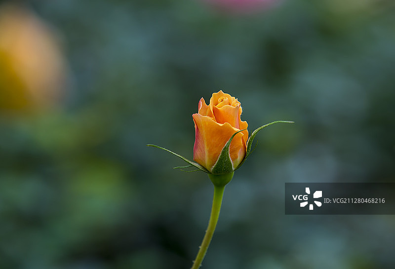 红色玫瑰花图片素材