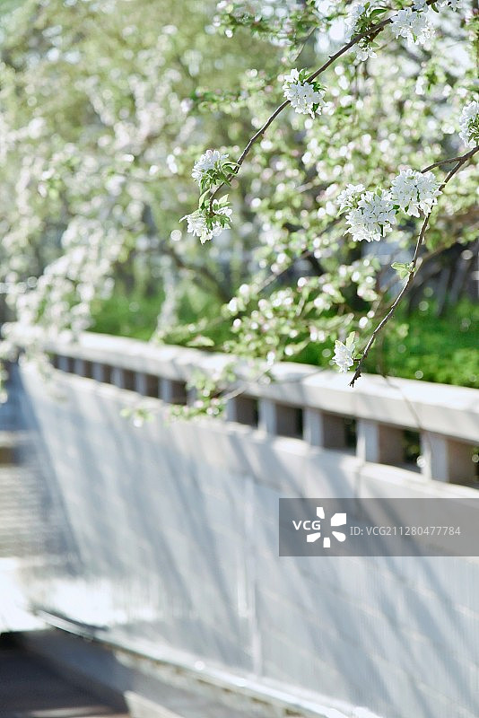 西府海棠图片素材