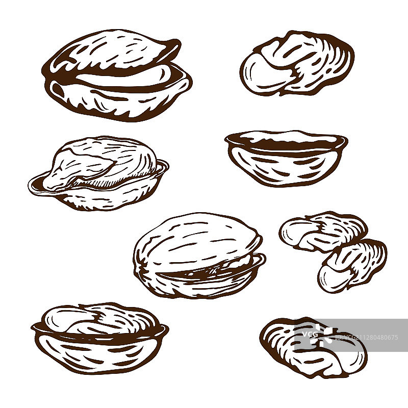 手绘开心果集合，白色背景图片素材