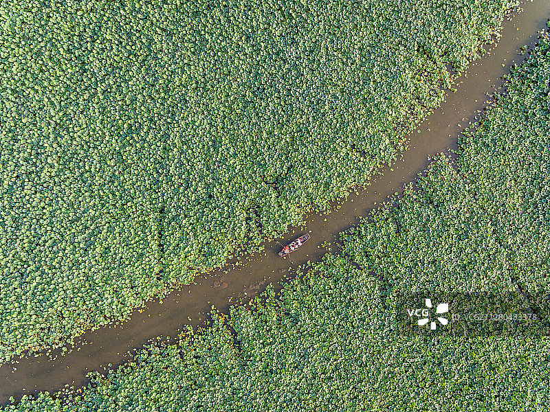 荷塘穿梭图片素材