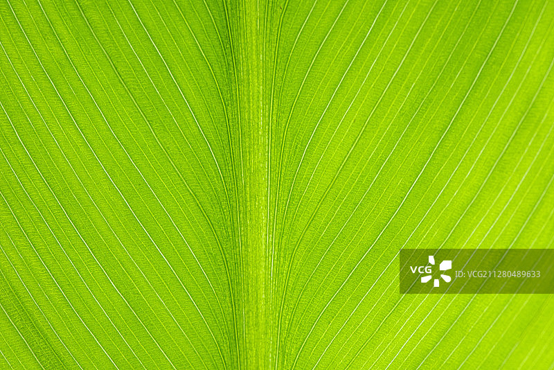绿色叶子特写图片素材