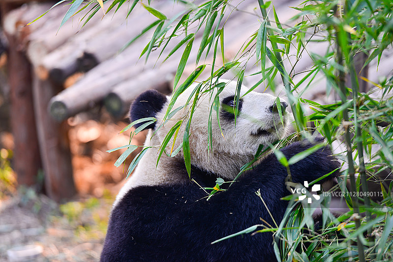 成都熊猫基地图片素材
