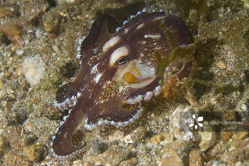 椰子章鱼图片素材