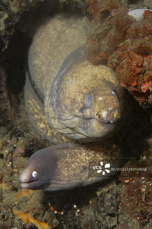 条纹鳍和白眼海鳝共用一个洞穴图片素材
