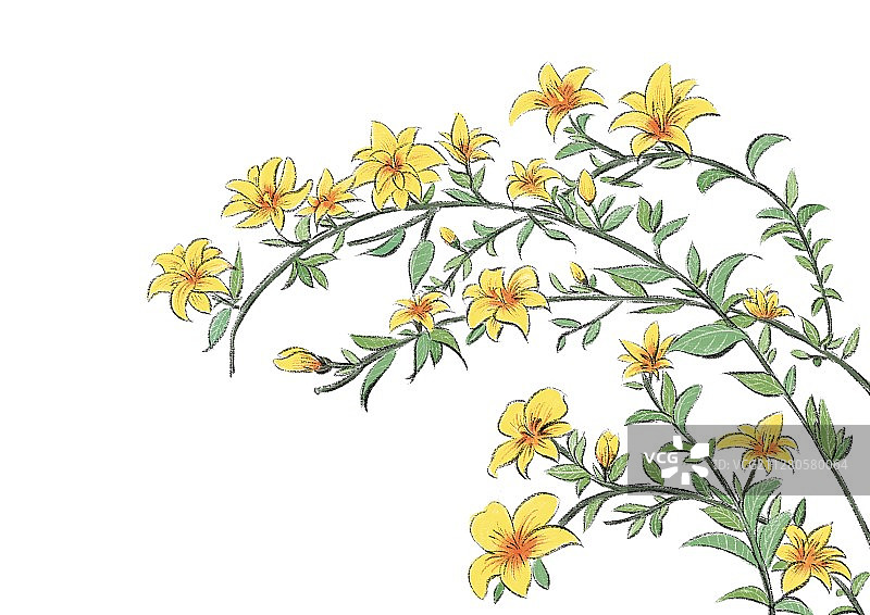 立春-迎春花 无底色图片素材
