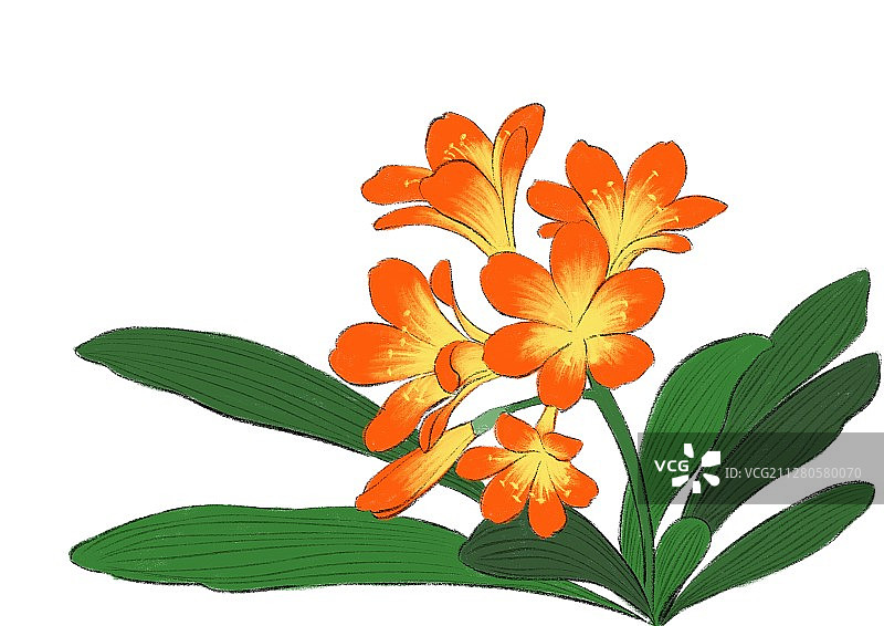 立冬-君子兰 无底色图片素材