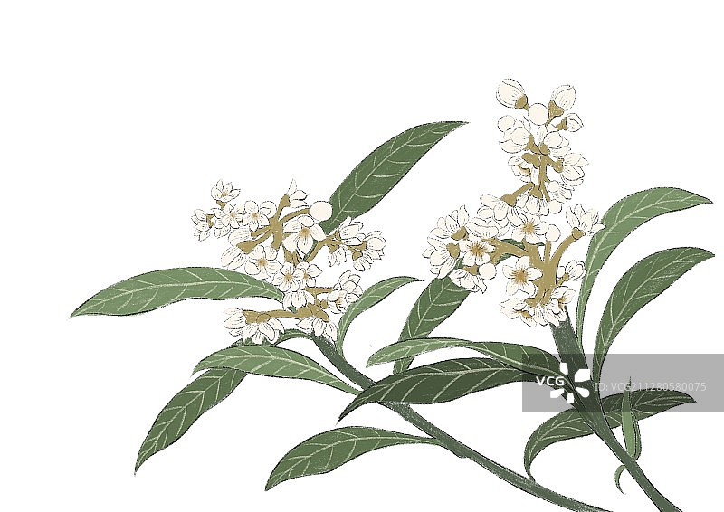 寒露-枇杷花 无底色图片素材