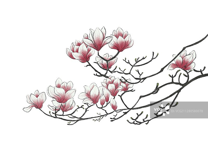 春分-玉兰花 无底色图片素材