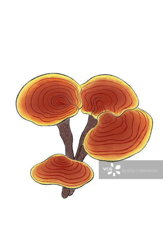 一株灵芝-无底色图片素材