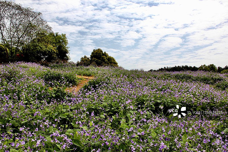 二月兰图片素材