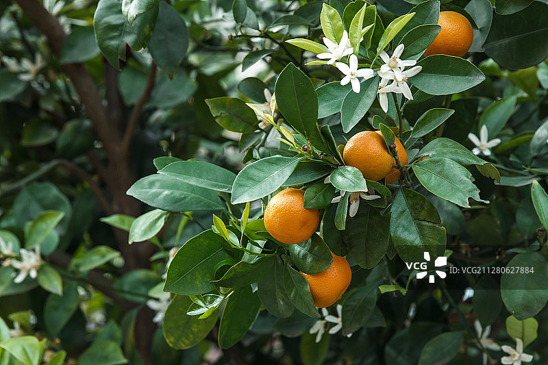 树上的小橘子图片素材