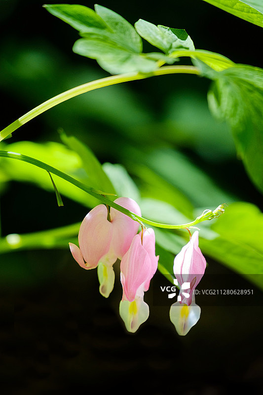 荷包牡丹特写图片素材