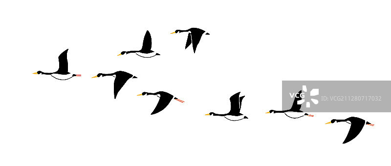 大雁 元素图片素材