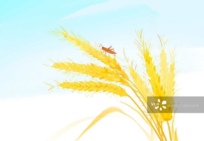 二十四节气小满夏季秋季丰收季节麦子昆虫图片素材