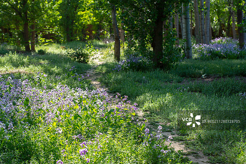 公园绿化小径图片素材