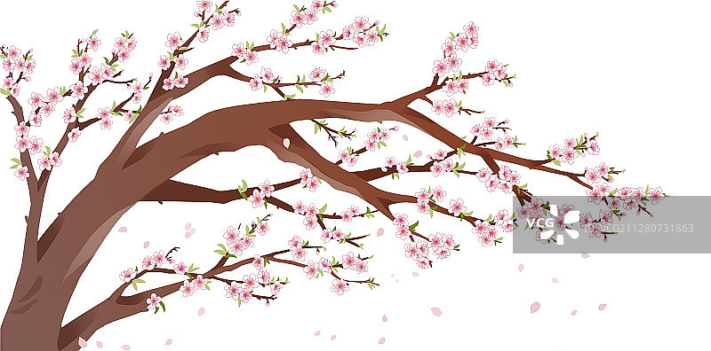 花瓣纷飞的桃树图片素材