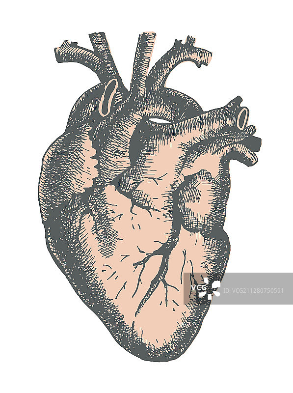 手绘线条艺术：人体心脏解剖图图片素材