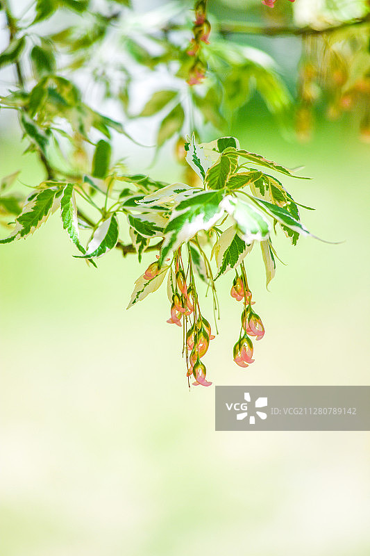 北京植物园花叶梣叶槭图片素材