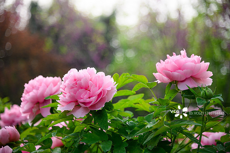 神都洛阳牡丹花图片素材