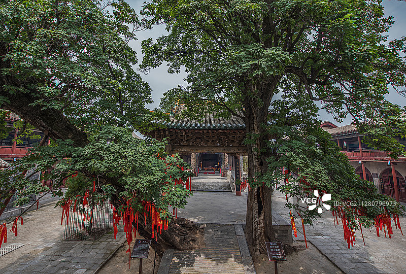 古木参天图片素材