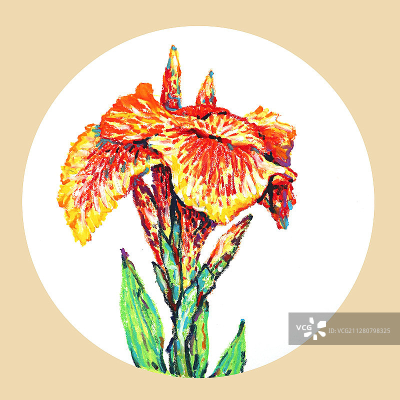 油画棒蜡笔插画花卉系列-美人蕉图片素材