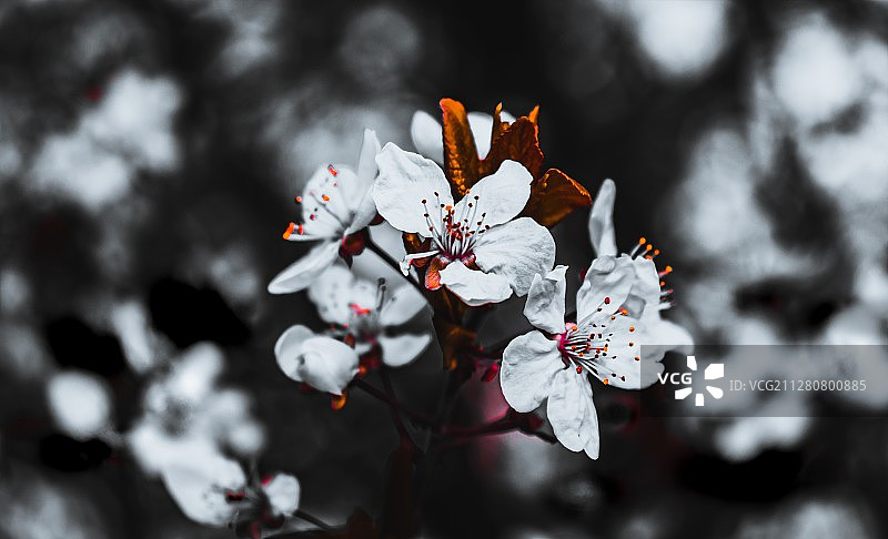 紫叶李图片素材