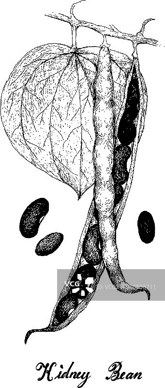 手绘植物上的芸豆荚图片素材